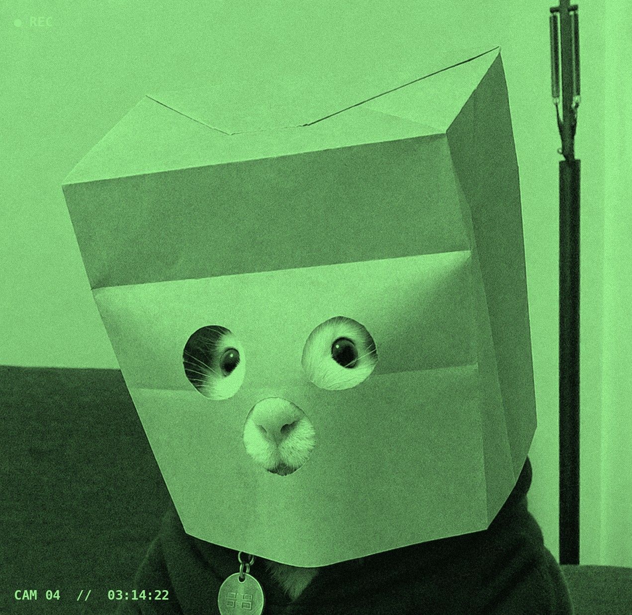Anonymous Rat, night vision surveillance still