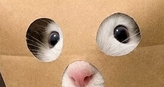 Close up of Anonymous Rat's eyes through the bag